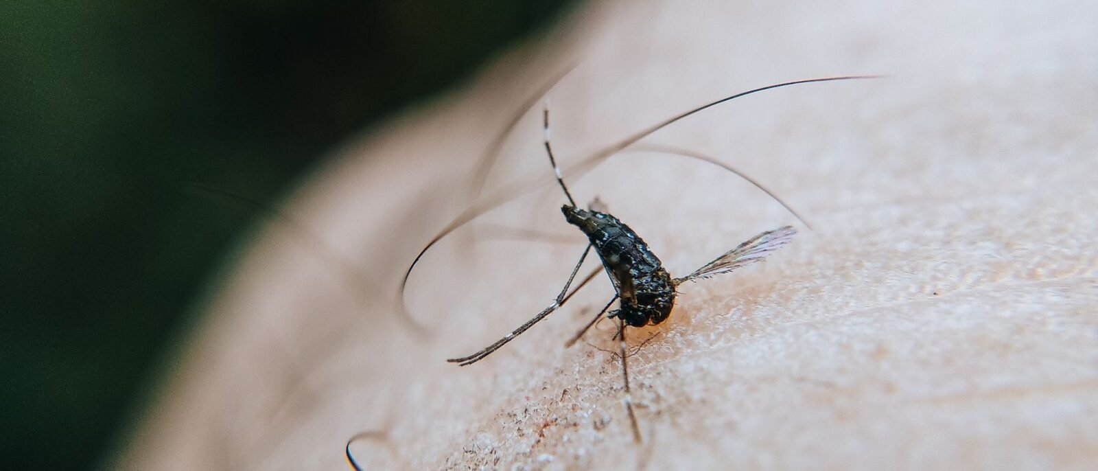 Profissional de dedetização inspecionando caixa d'água de condomínio em Santos para prevenir mosquito dengue