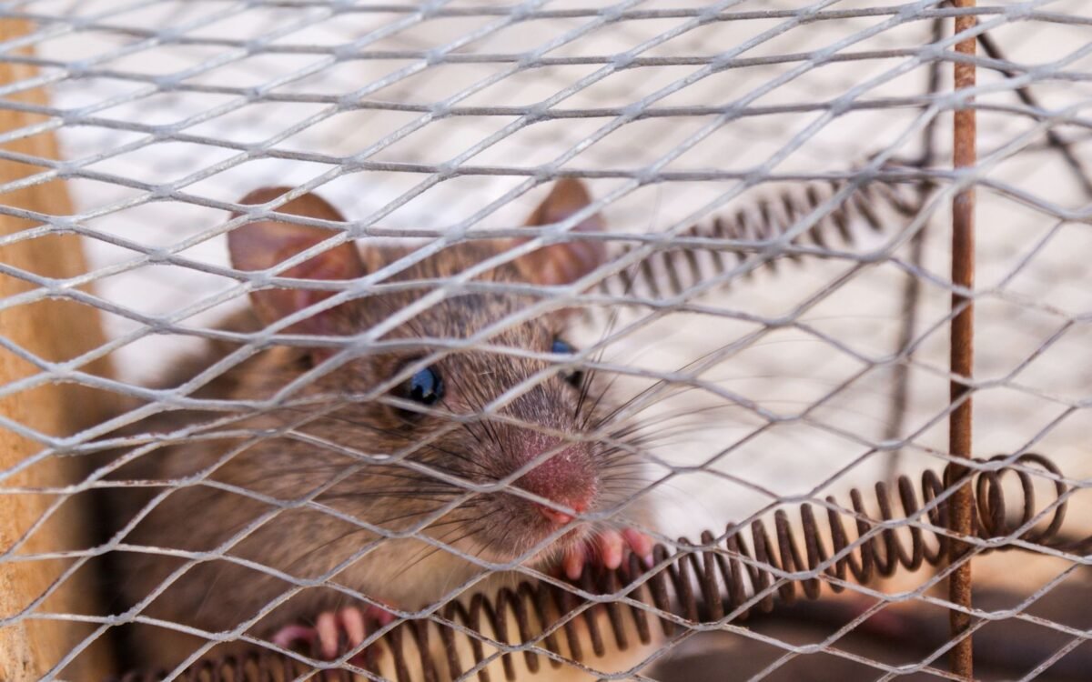 Sinais de infestação por ratos em Santos: fezes, marcas e danos visíveis em residência