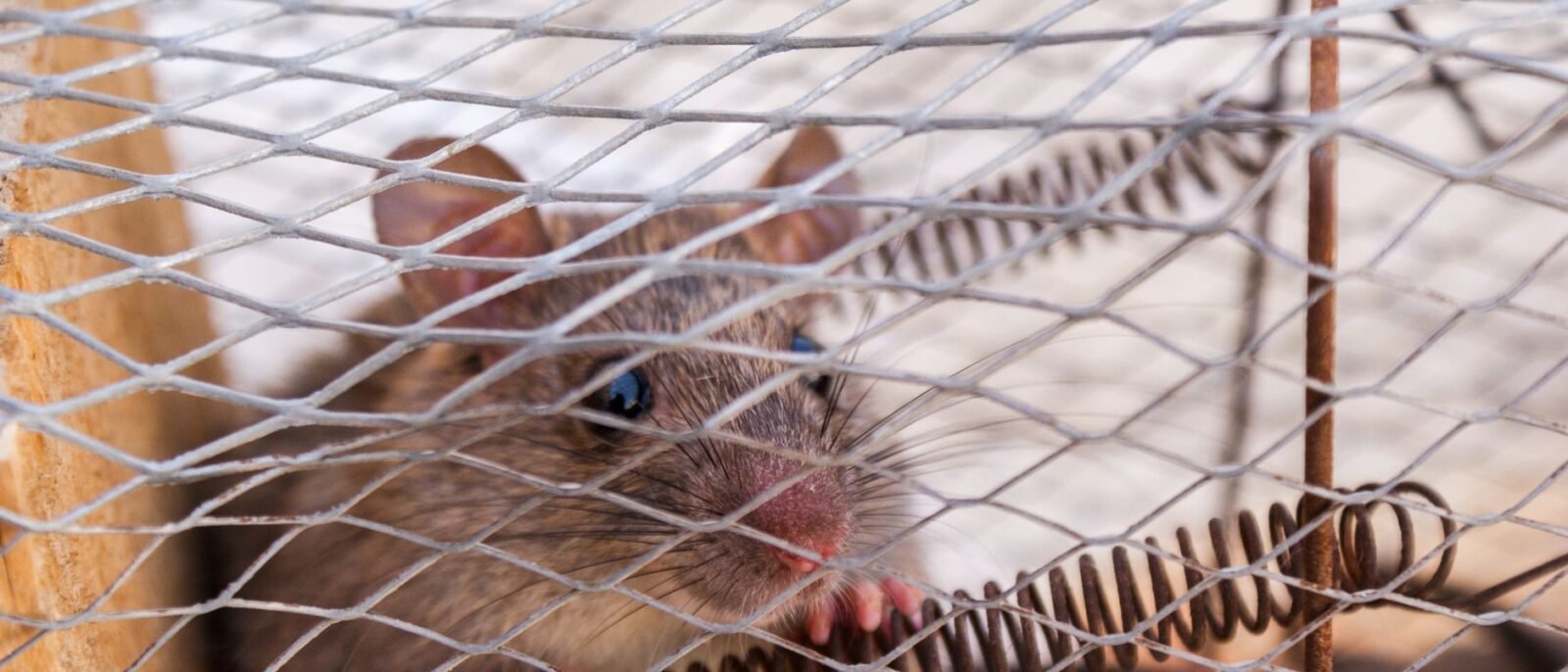 Sinais de infestação por ratos em Santos: fezes, marcas e danos visíveis em residência