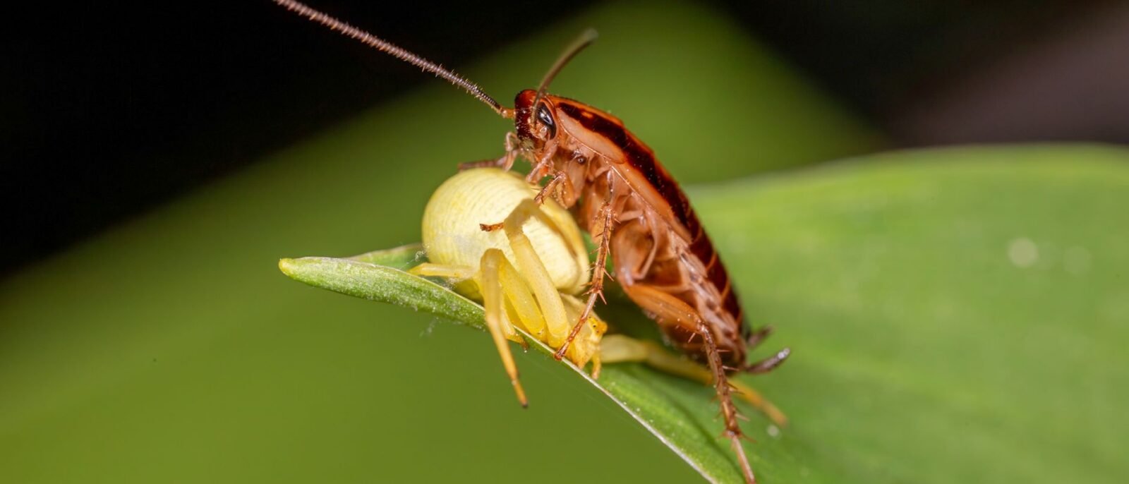 Detalhe de uma barata-alemã (Blattella germanica) em uma folha