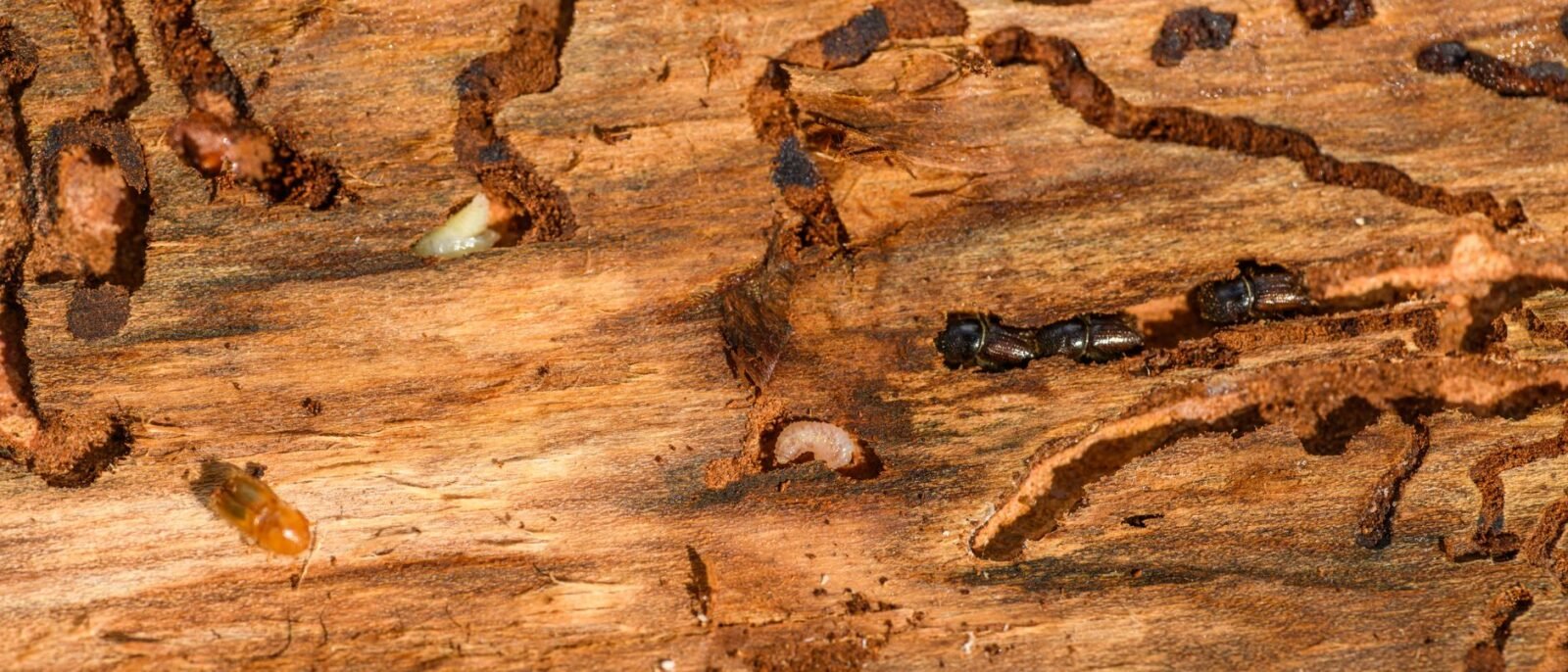 Foto macro detalhada de besouros e larvas em madeira, mostrando a complexidade da natureza