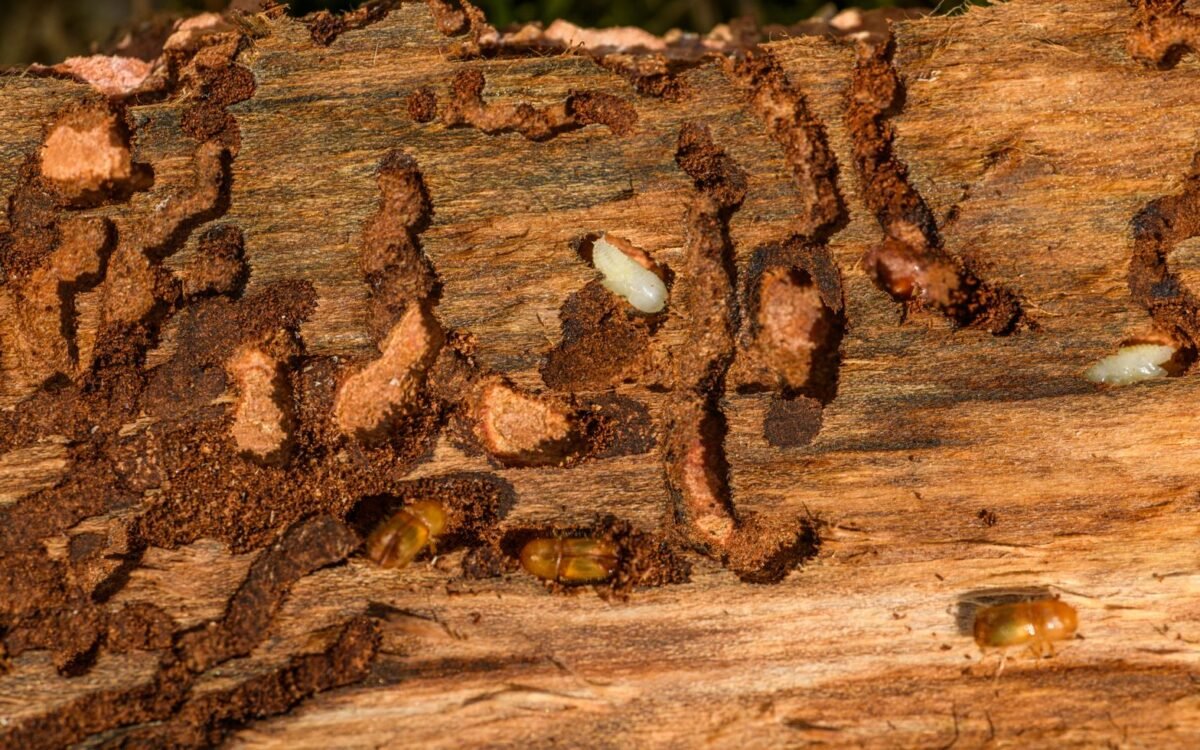 Detalhe aproximado da casca de árvore mostrando infestação e dano de cupim