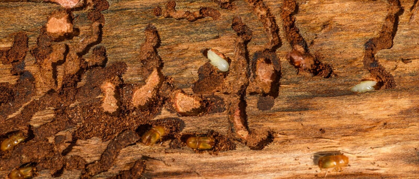 Detalhe aproximado da casca de árvore mostrando infestação e dano de cupim