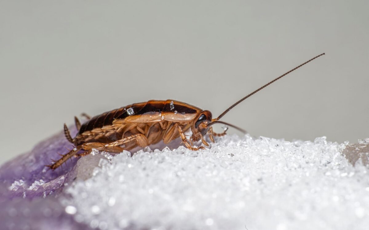 Fotografia macro de uma barata-alemã se alimentando de cristais de açúcar