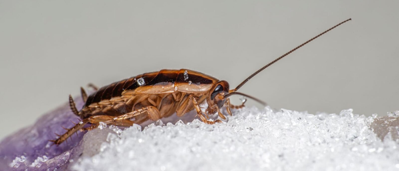 Fotografia macro de uma barata-alemã se alimentando de cristais de açúcar