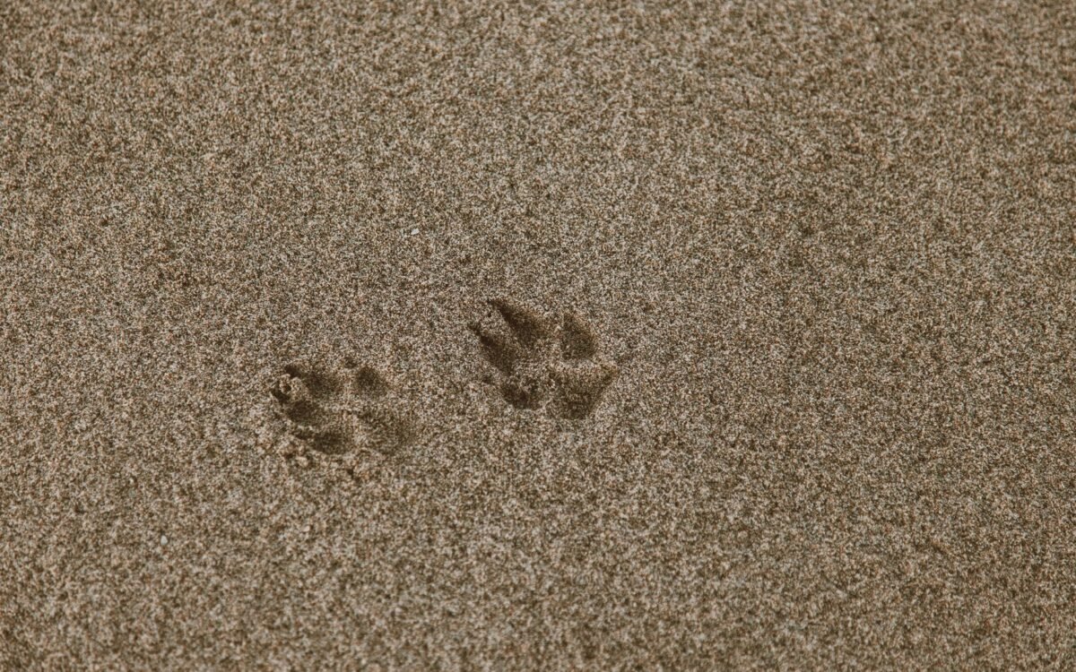 Close-up de pegadas de animal em areia marrom de praia, ideal para temas de textura ou natureza