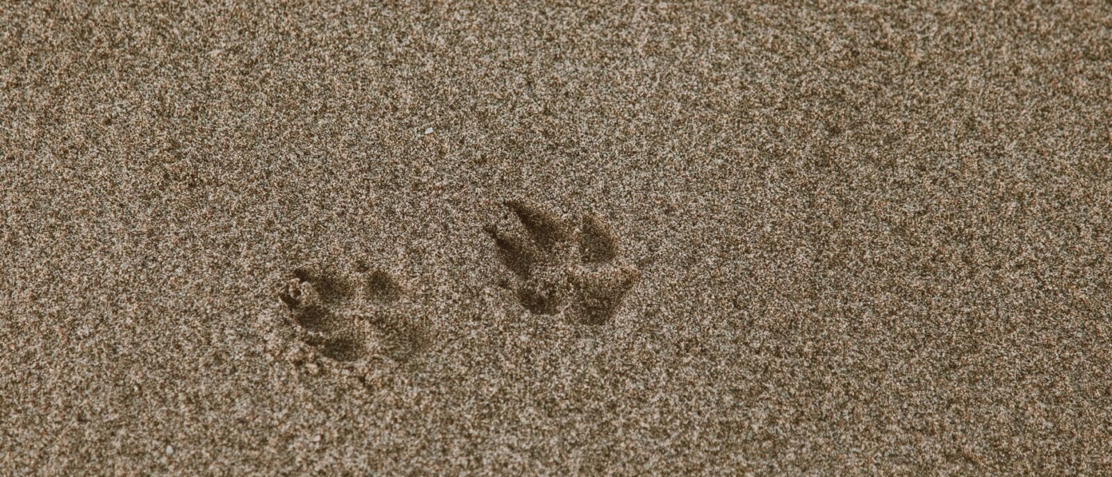 Close-up de pegadas de animal em areia marrom de praia, ideal para temas de textura ou natureza